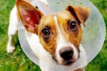 Regresarán las castraciones de mascotas