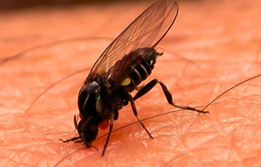 Cuidado con la mosca negra: qué es, por qué aparece en verano y cómo evitar sus dolorosas mordeduras