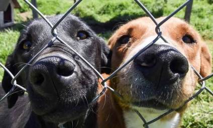 Llenos de necesidades, rescatistas de mascotas se reunirán en el Parque de la Salud