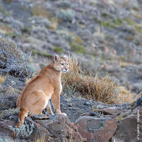 puma ambiente