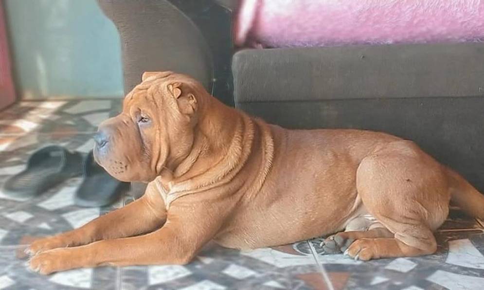 “Chanchi” tiene un año y medio. Su familia está desesperada.