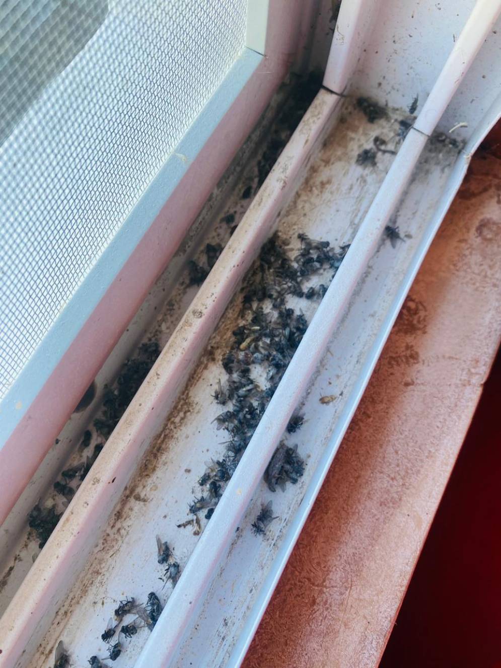 Los frentistas no saben como combatirlo.