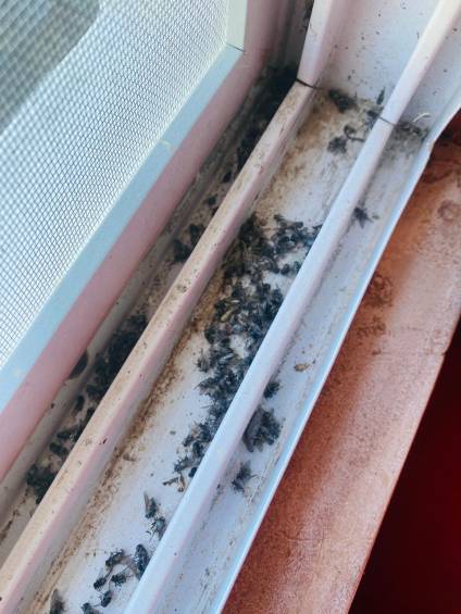 Invasión de moscas en Santa Rosa, una problemática sin solución