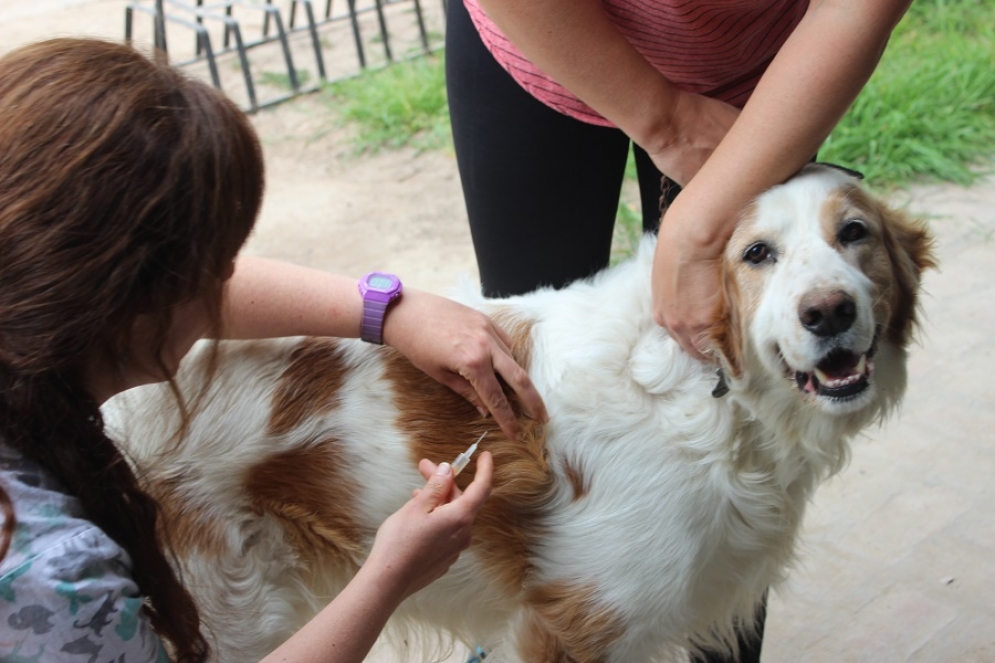 Deben vacunarse perros y gatos mayores a 3 meses de edad.