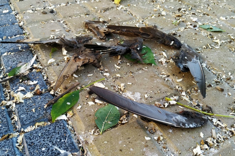 Las baldosas plagadas de estiércol y plumas.
