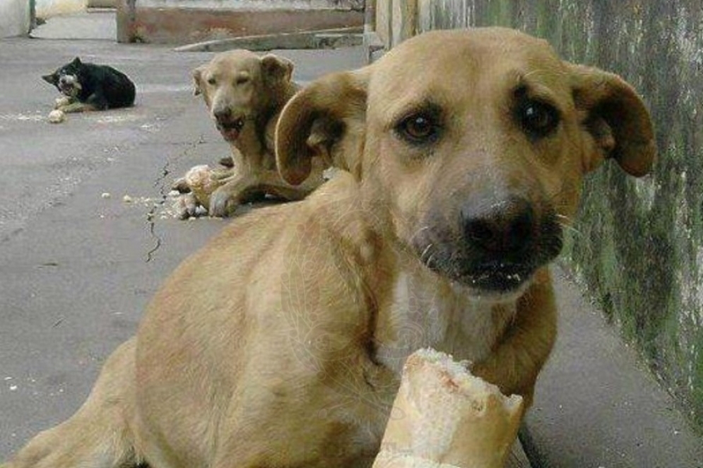 Organizan un nuevo bingo para ayudar a la ONG mascotera AAMA