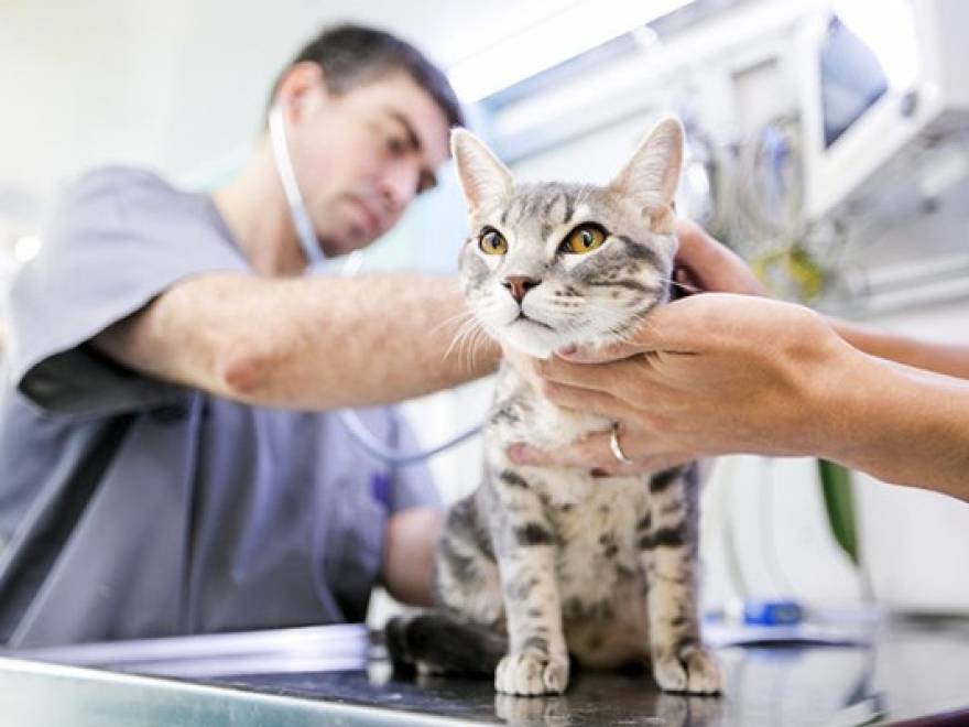 Hospital de Pequeños Animales en la UCES: “La finalidad es académica”