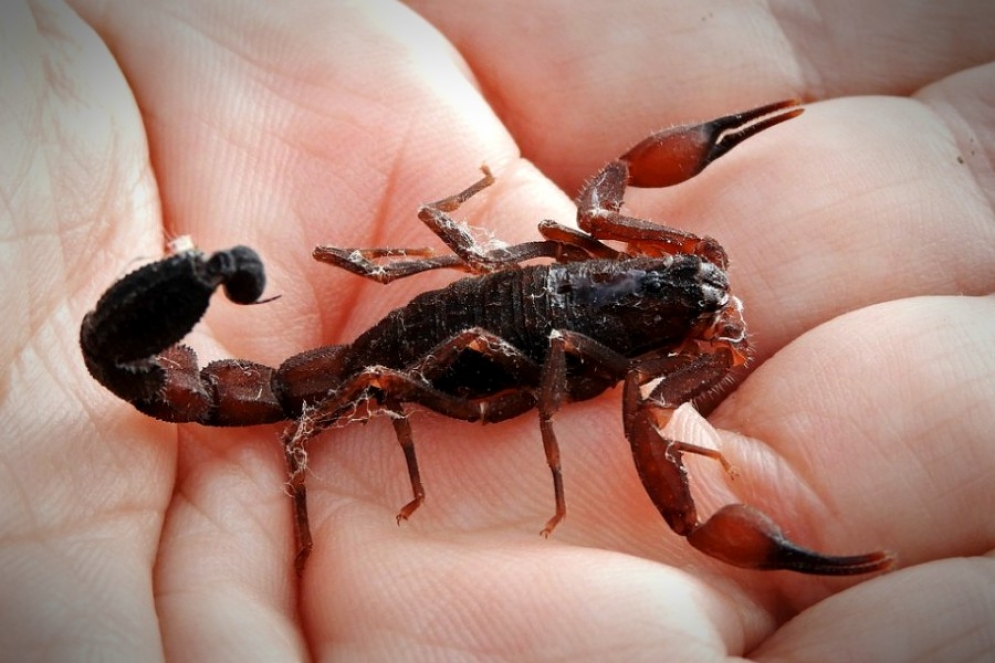 La especie de un alacrán no peligroso.