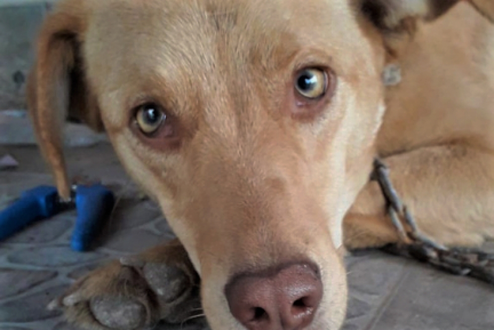 &quot;China&quot;, la perrita que fue embestida por un coche.