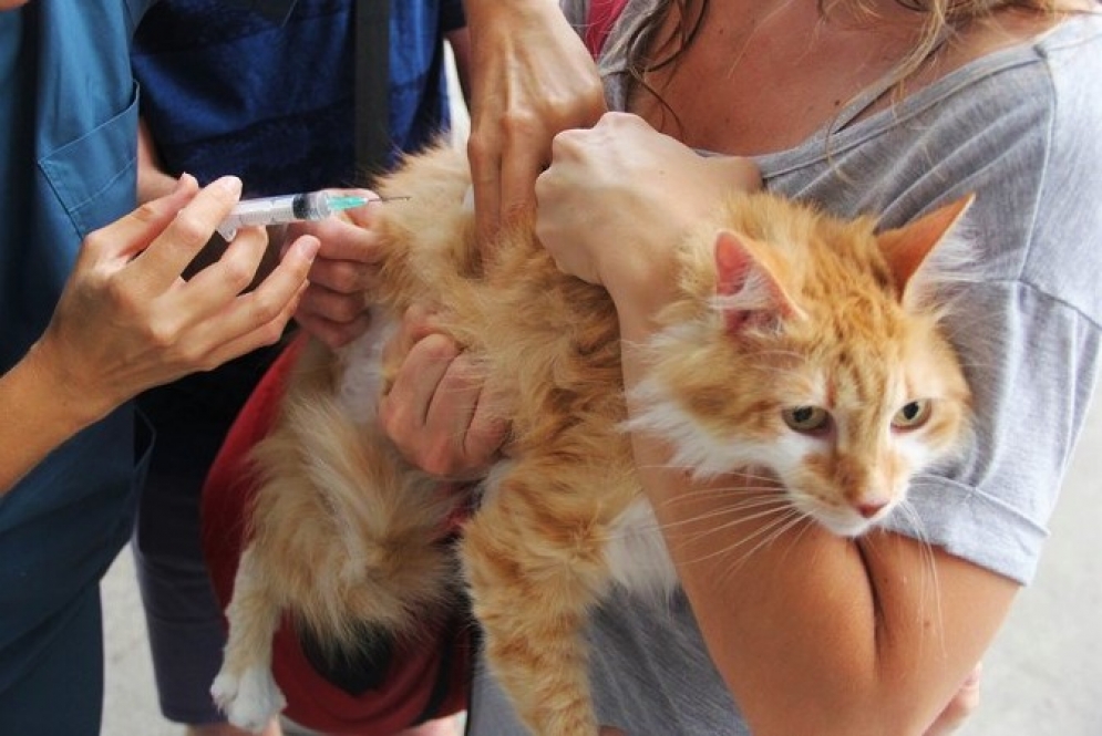 La vacuna debe aplicarse todos los años en perros y gatos mayores de tres meses.