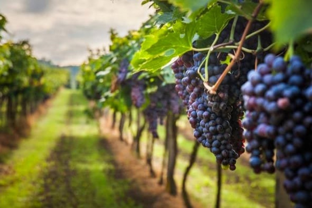 Cuarta edición de vinos bonaerenses.