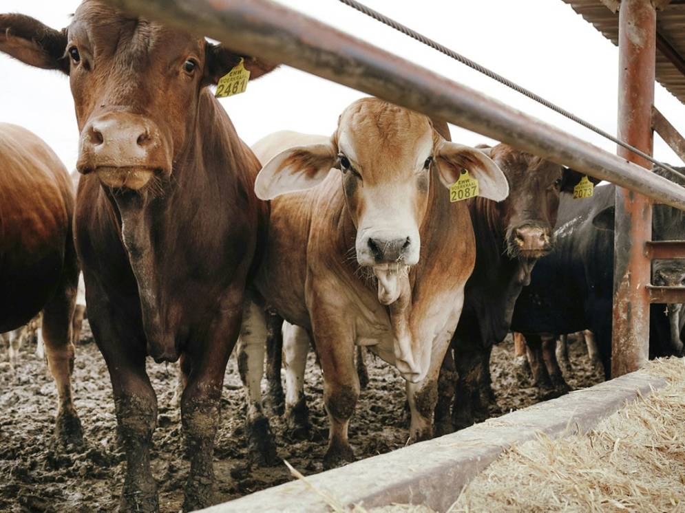 Busca capacitar a los operarios, productores y asesores locales.