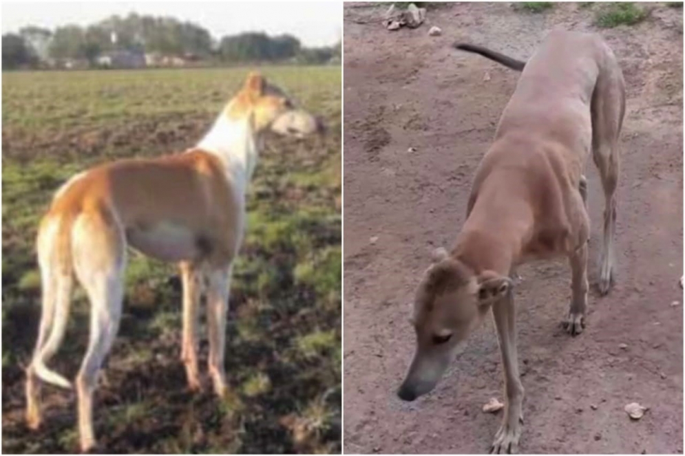 &quot;Indio&quot; y &quot;Charly&quot;, los dos galgos robados este jueves.