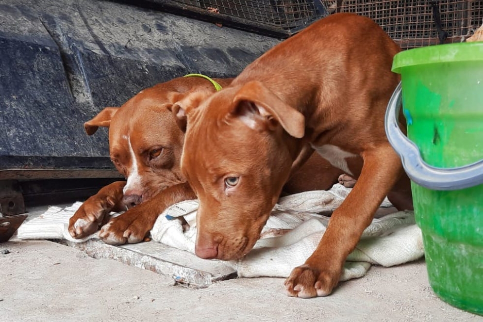 Los perros esperando la revisión de un veterinario, que todavía no llegó.