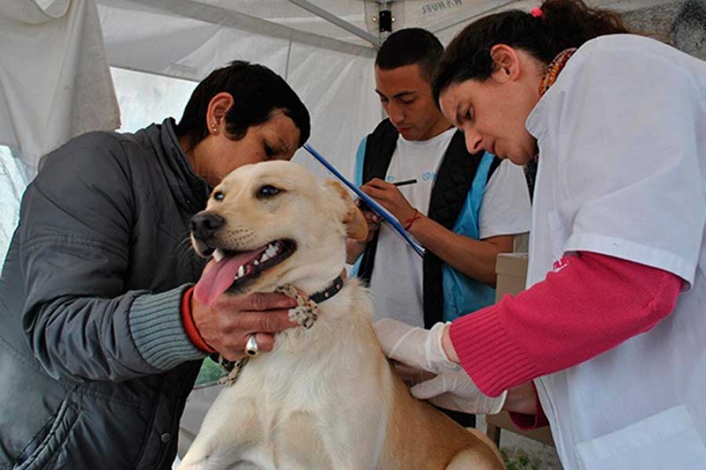 Este jueves continúa el programa de castración de mascotas