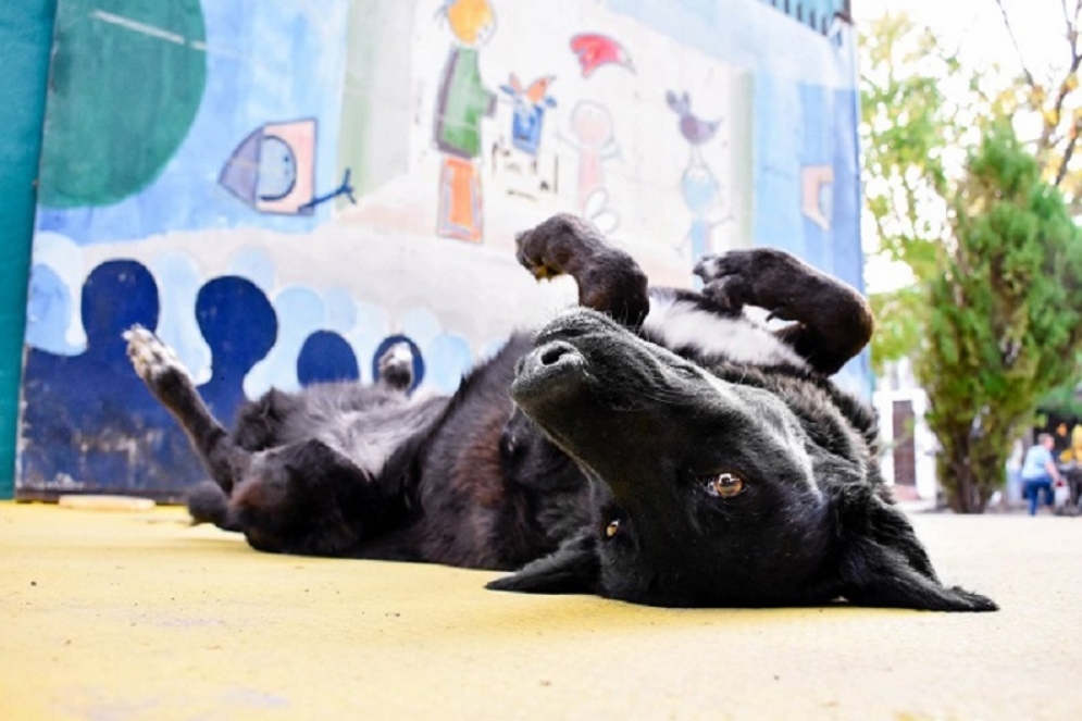 ¿Feria Animalera en Cañuelas?
