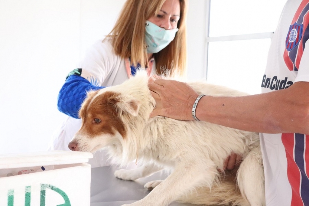 Se retoma la campaña de castración animal gratuita