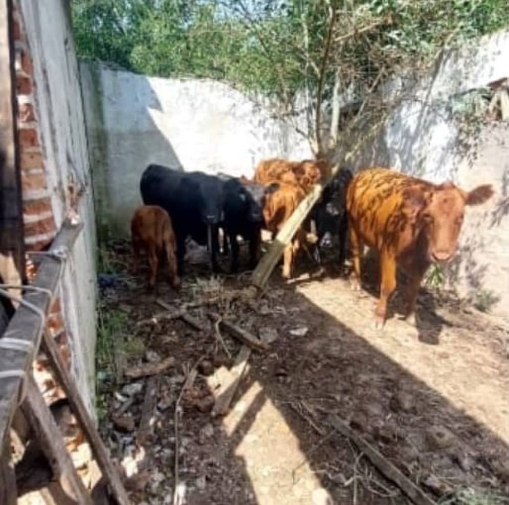 Los animales estaban en la zona de &quot;Cuatro Tubos&quot;.