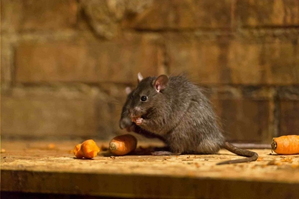 Urgente: &quot;El jueves sabremos si se trata de un caso de hantavirus&quot;