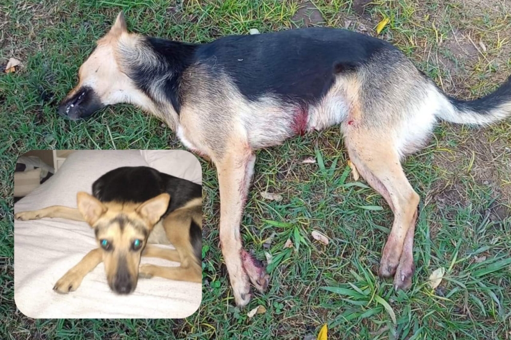 &quot;Luna&quot; acribillada por su vecino. 