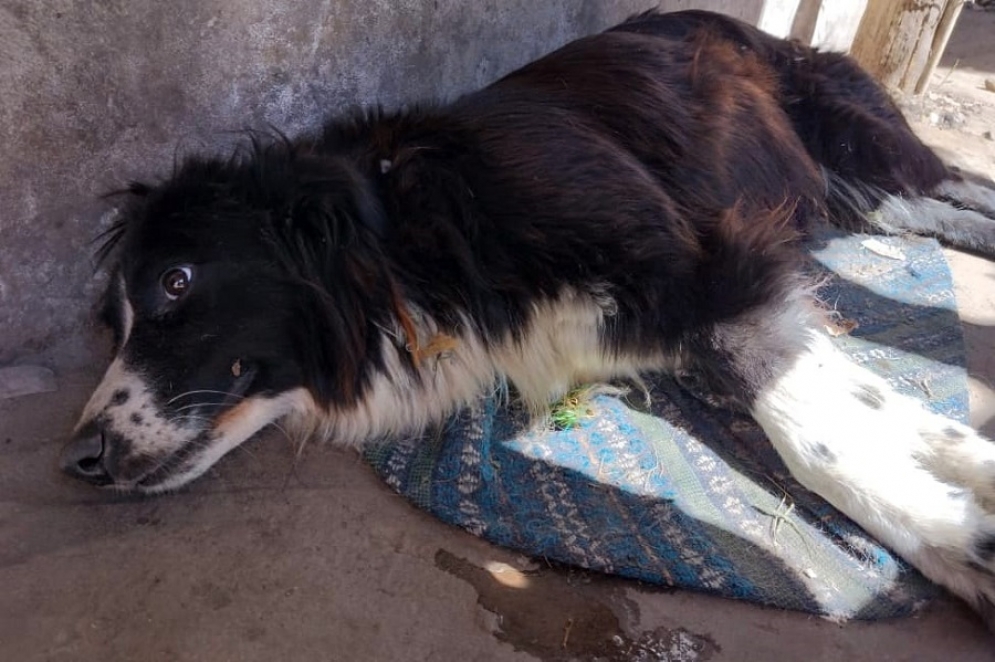 &quot;Negra&quot;, una de las mascotas envenenadas, pelea por su vida.