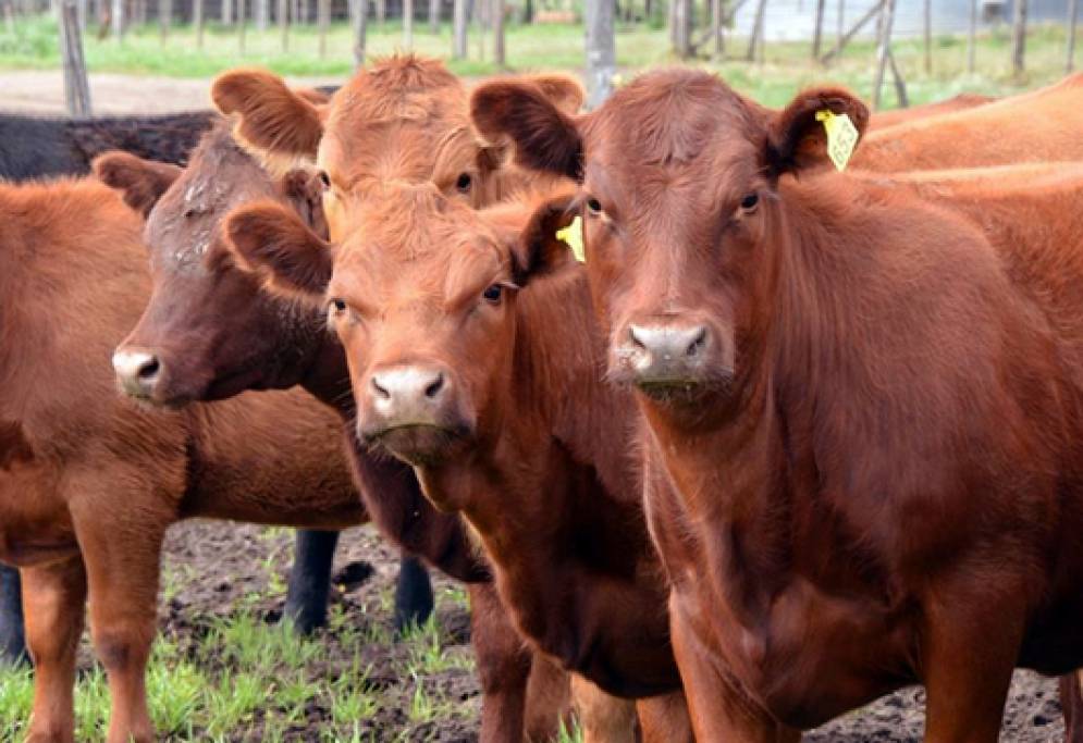 Ocho de los diez animales fueron rescatados en pie. 