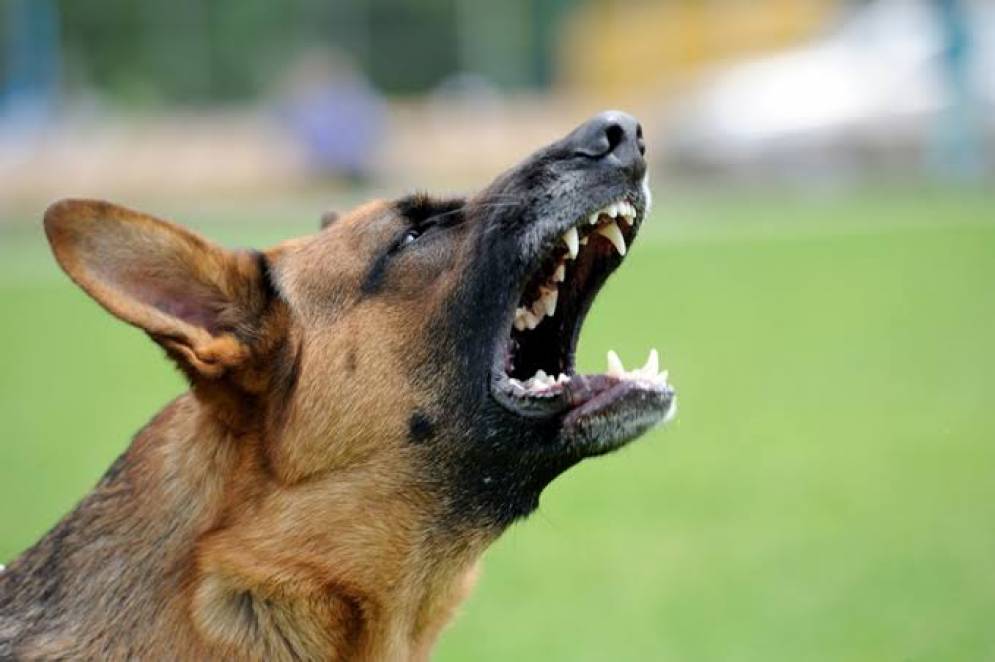 Los perros del ataque son tres pastores belgas. 