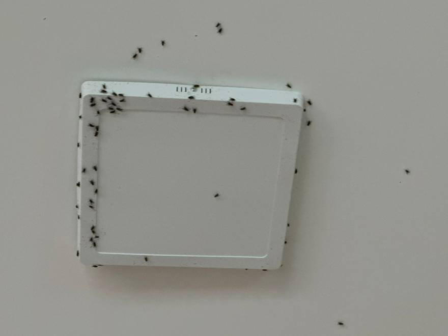 Invasión de moscas: un problema que no cesa en un barrio